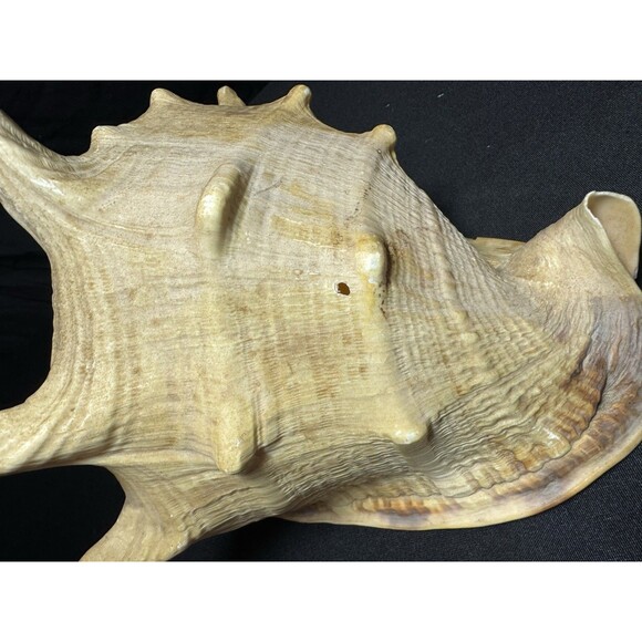 Queen Helmet Conch Sea Shell Cassis Cornuta 9" Nautical Coastal Decor 2.1 lbs - Picture 9 of 12